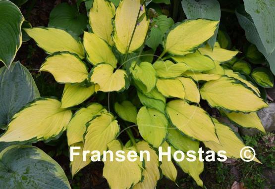 Hosta Lady Guinevere